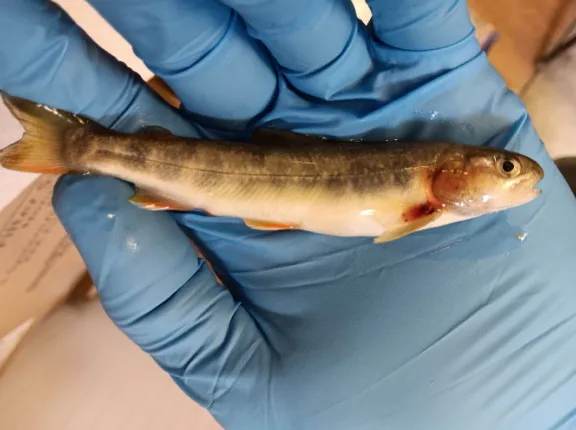 Dozens of fish died near a Southeast Alaska gold mine. Two months later, state regulators haven’t determined what killed them.