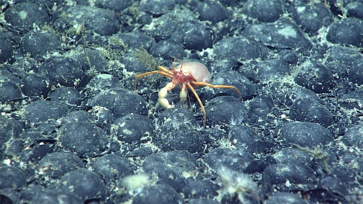 First he scoured the Pacific for Amelia Earhart’s missing plane. Now he wants to search Alaska’s seafloor for minerals.