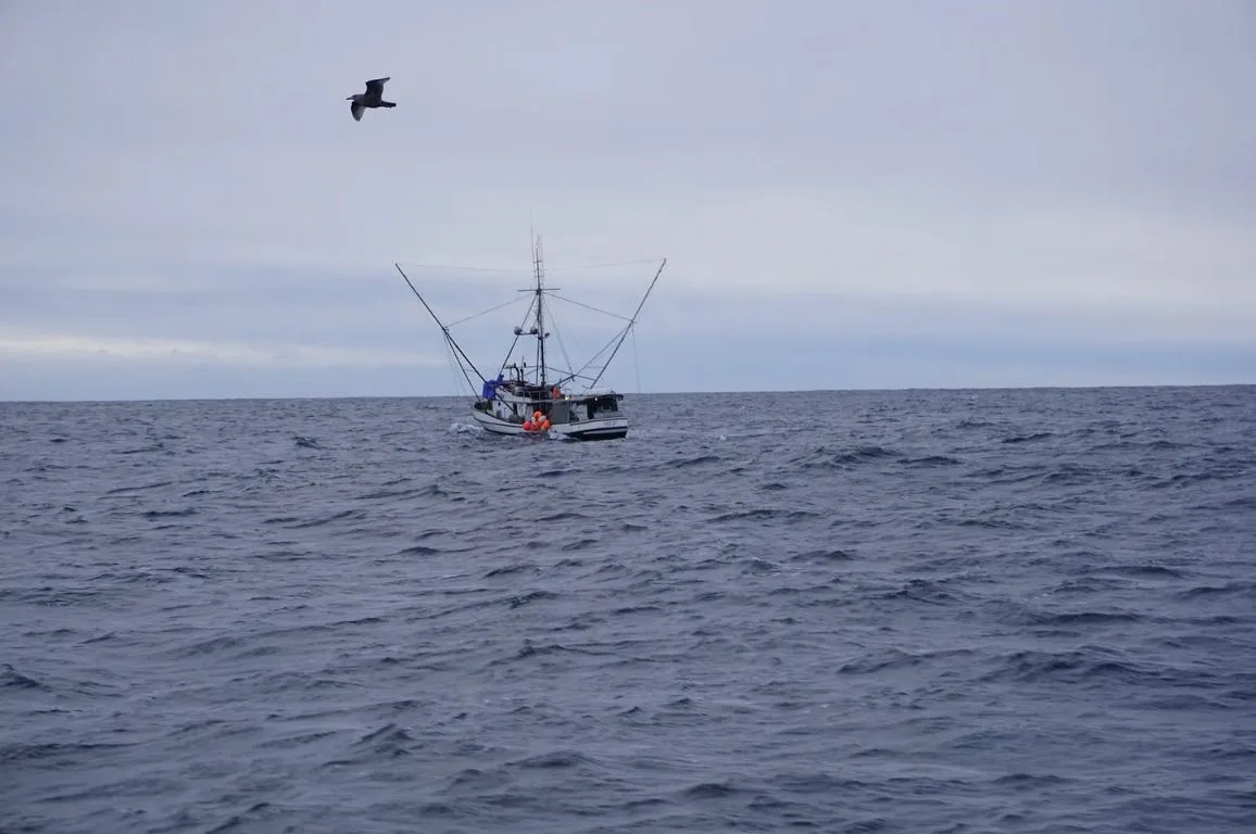 To protect orcas, federal judge orders closure of iconic Southeast Alaska troll fishery