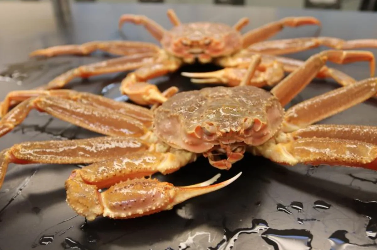 Warming waters, not bycatch, are driving Bering Sea salmon and crab crashes. But Alaska’s fishing industry is barely talking about it.